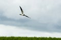 Montagu`s harrier Circus pygargus, Male flying Royalty Free Stock Photo