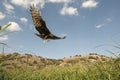 Montagu`s harrier Circus pygargus, melenica female reaching the nest with food