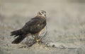 Montagu's harrier, Circus pygargus,