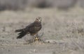 Montagu's harrier, Circus pygargus, Royalty Free Stock Photo