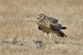 Montagu`s harrier Female with Grasshopper kill, Circus pygargus, Kolhapur,