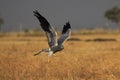 Montagu`s harrier in flight, Circus pygargus, Solapur, Maharashtra,