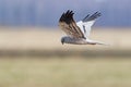 Montagu's Harrier Royalty Free Stock Photo