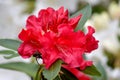 Montague Red Rhododendron 02