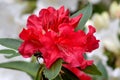 Montague Red Rhododendron 03
