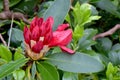 Montague Red Rhododendron Buds 03