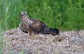 Montagus harrier female stands with downed wings