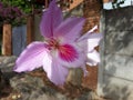 Montain Ebony Flower in the garden