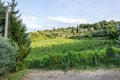 Montalcino, Tuscany, Italy / 23rd July 2016 / Scenic view of the grape fields in summer in Montalcino Royalty Free Stock Photo