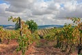 Montalcino, Siena, Tuscany, Italy: landscape of the vineyard for production of wines Chianti and Brunello Royalty Free Stock Photo