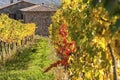 MONTALCINO - TUSCANY/ITALY: OCTOBER 31, 2016: Montalcino countryside, vineyard, cypress trees and green fields