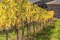 MONTALCINO - TUSCANY/ITALY: OCTOBER 31, 2016: Montalcino countryside, vineyard, cypress trees and green fields