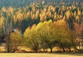 Montana autumn larch trees