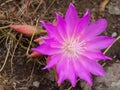 Montana Bitterroot Flower at the National Bison Range in Montana Royalty Free Stock Photo