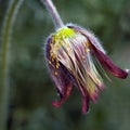 Montana chamber flower