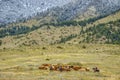 Montana cowboys cattle roundup Royalty Free Stock Photo