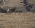 Montana mule deer buck with copy space Royalty Free Stock Photo