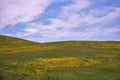 Montana Ranching Hills Covered in Yellow Wildflowers Below Big Blue Sky Royalty Free Stock Photo