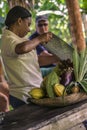 Woman works in a cocoa cultivation in the Dominican Republic