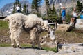 Tourists get too close to a collared mountain goat, roaming near a trail at Logan Pass along Going to