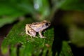 Montane dink frog, Diasporus hylaeformis Royalty Free Stock Photo