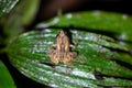 Montane dink frog, Diasporus hylaeformis Royalty Free Stock Photo