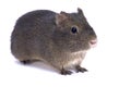 Montane guinea pig, Cavia tschudii Royalty Free Stock Photo