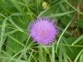 Montane knapweed flower in the mountains with purple blossom