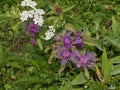 Montane knapweed flower with purple blossom in the mountains