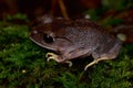 Montane Large-eyed Litter frog