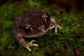 Montane Large-eyed Litter frog