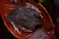 Montane Large-eyed Litter frog