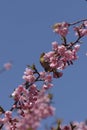 Montane White-eye with Cherry blossoms Royalty Free Stock Photo