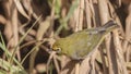 Montane White-eye Looking Forward