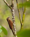 A Montane Woodcreeper holding on a log Royalty Free Stock Photo