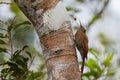 Montane Woodcreeper - Lepidocolaptes lacrymiger