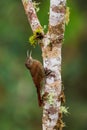 Montane Woodcreeper - Lepidocolaptes lacrymiger