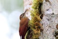 Montane Woodcreeper