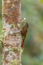 Montane Woodcreeper - Lepidocolaptes lacrymiger