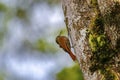 Montane woodcreeper (lepidocolaptes lacrymiger,) perched on a tree trunk, Salento, Colombia