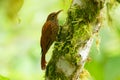 Montane Woodcreeper - Lepidocolaptes lacrymiger perching bird subfamily Dendrocolaptinae of ovenbird family Furnariidae, found in