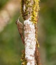 A Montane Woodcreeper on a log Royalty Free Stock Photo