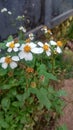 Montanoa, flower, garden, nature, blooming, blosom