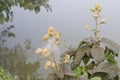 Montanoa tomentosa flower with tree and nature