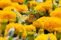 Montarch Butterfly pollinating