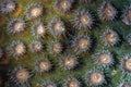 Montastraea annularis, commonly known as the boulder star coral Royalty Free Stock Photo