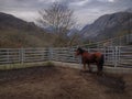 MontaÃÂ±as y caballos en invierno