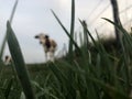 The Montbeliarde cow is a breed of red pied dairy cattle