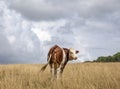 Montbeliarde cow. Looking back wards and with a waving tail, a cow stands in the dry yellow grass in the Jura, France