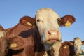 Montbeliarde cows standing together, close up with yellow ear tags and a blue sky.